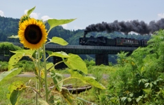 深戸橋梁のひまわり②