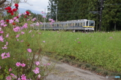 期待外れの花畑! 期待外れの花畑!