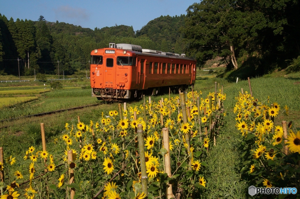 小湊鉄道のミニヒマワリ畑！下り側！