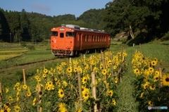 小湊鉄道のミニヒマワリ畑！下り側！