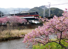 河津桜満開で春到来①！
