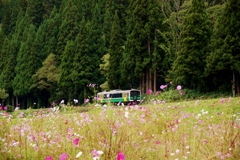 コスモス畑を進むキハ120！