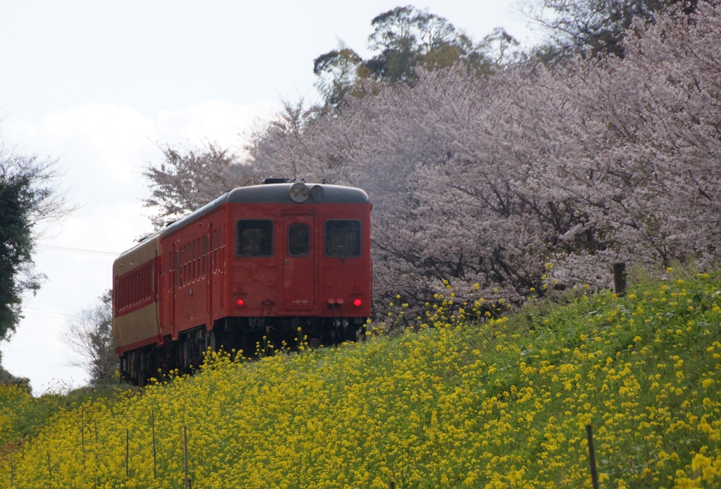 菜の花と桜ロード‼