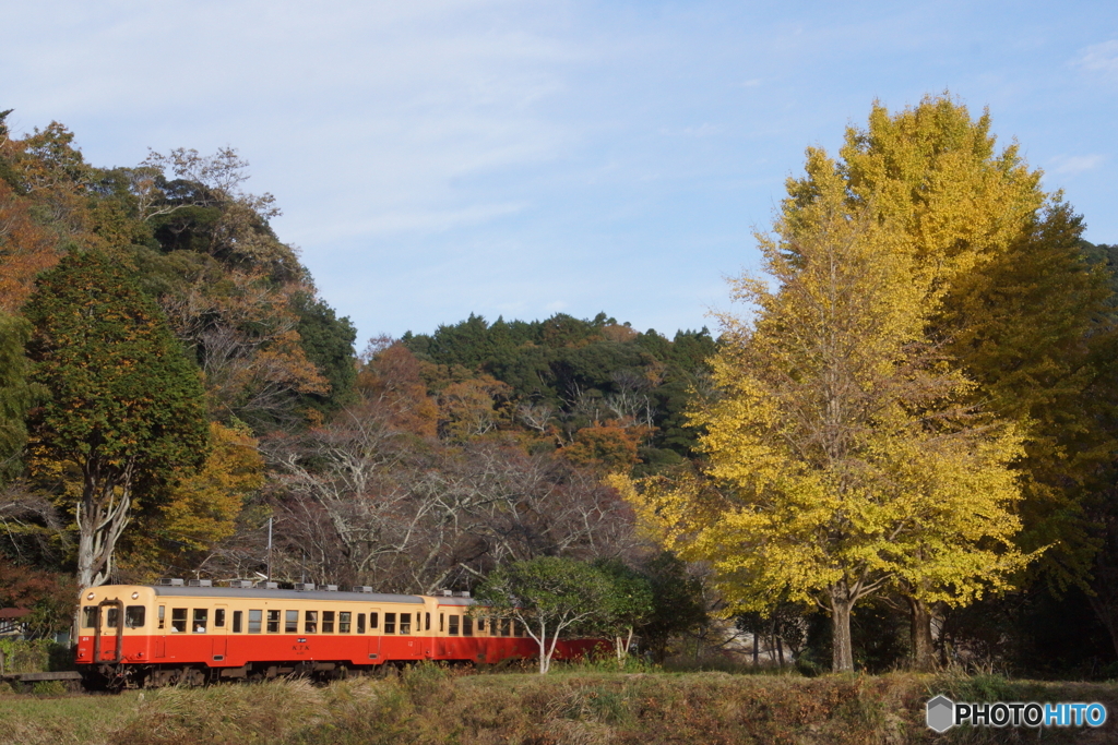 小湊鉄道キハ200と銀杏！