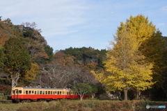小湊鉄道キハ200と銀杏！