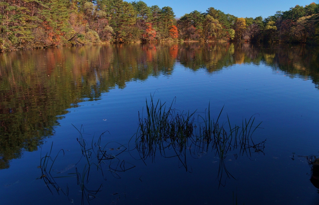 五色沼の中の柳沼！