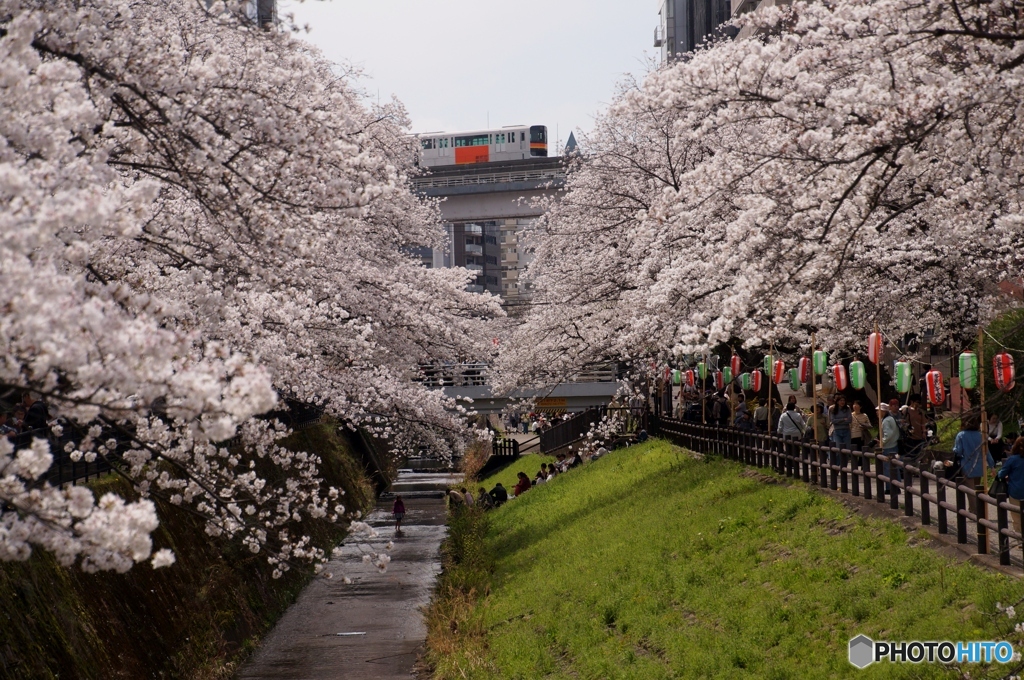 多摩センターの桜とモノレール！