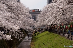 多摩センターの桜とモノレール！