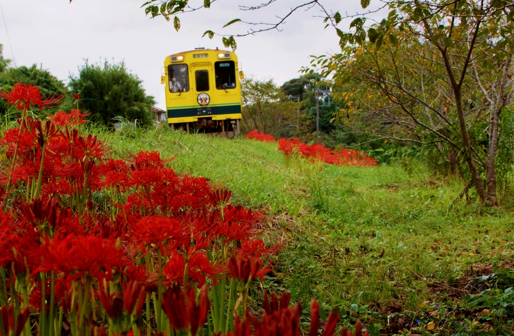 彼岸花にいすみ鉄道のキハ！