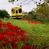 彼岸花にいすみ鉄道のキハ！