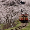 満開の桜に吸い込まれるキハ20（いすみ型）