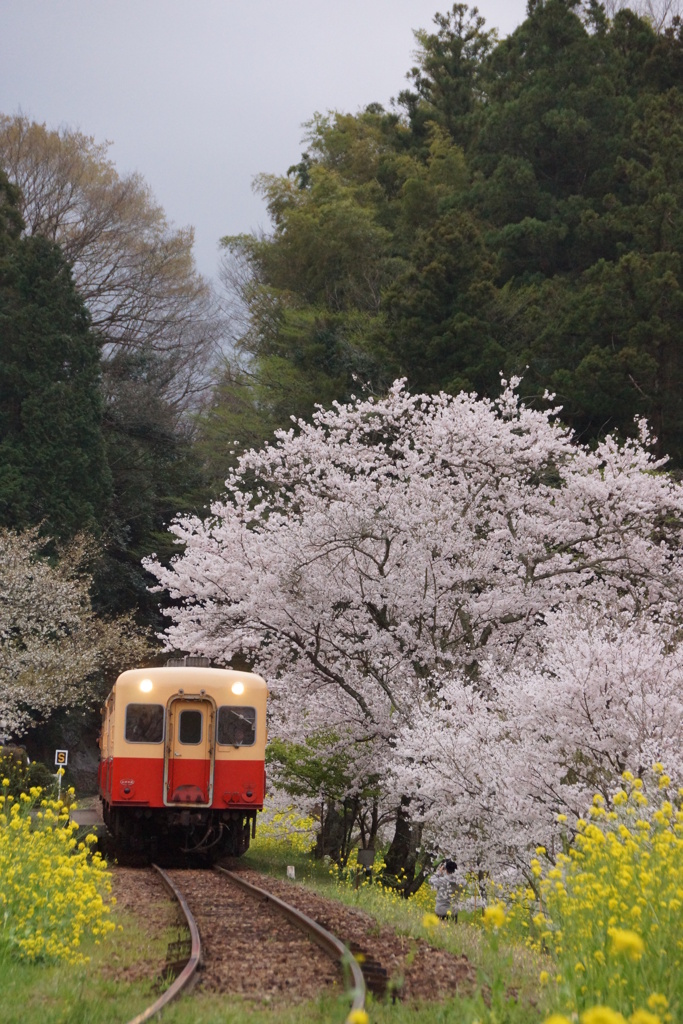 小湊鉄道　春のい・た・ぶ！