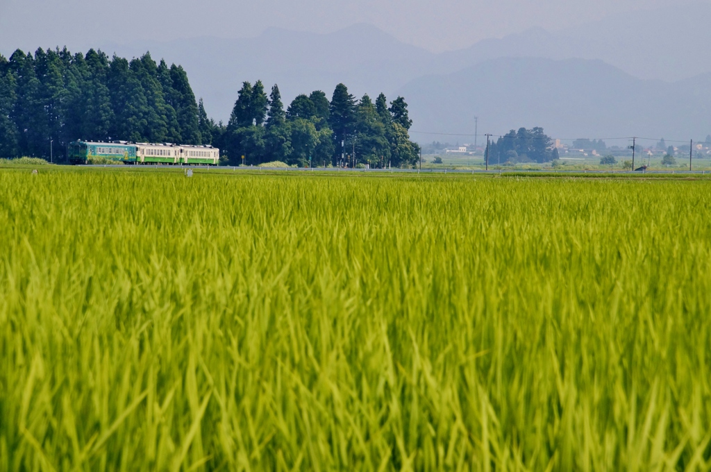 只見線檜目踏切の森！