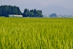 只見線檜目踏切の森！