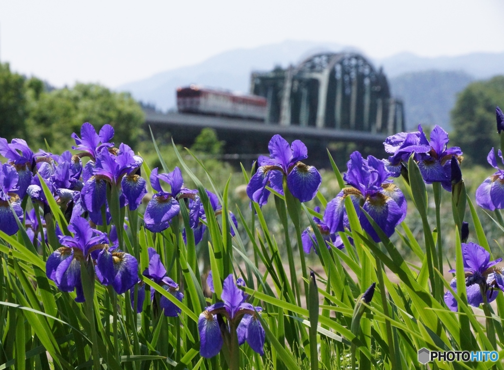紫の花（アヤメ）に旧型キハ！
