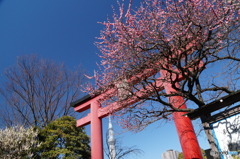 亀戸天神の鳥居と紅梅に東京スカイツリー！