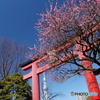 亀戸天神の鳥居と紅梅に東京スカイツリー！