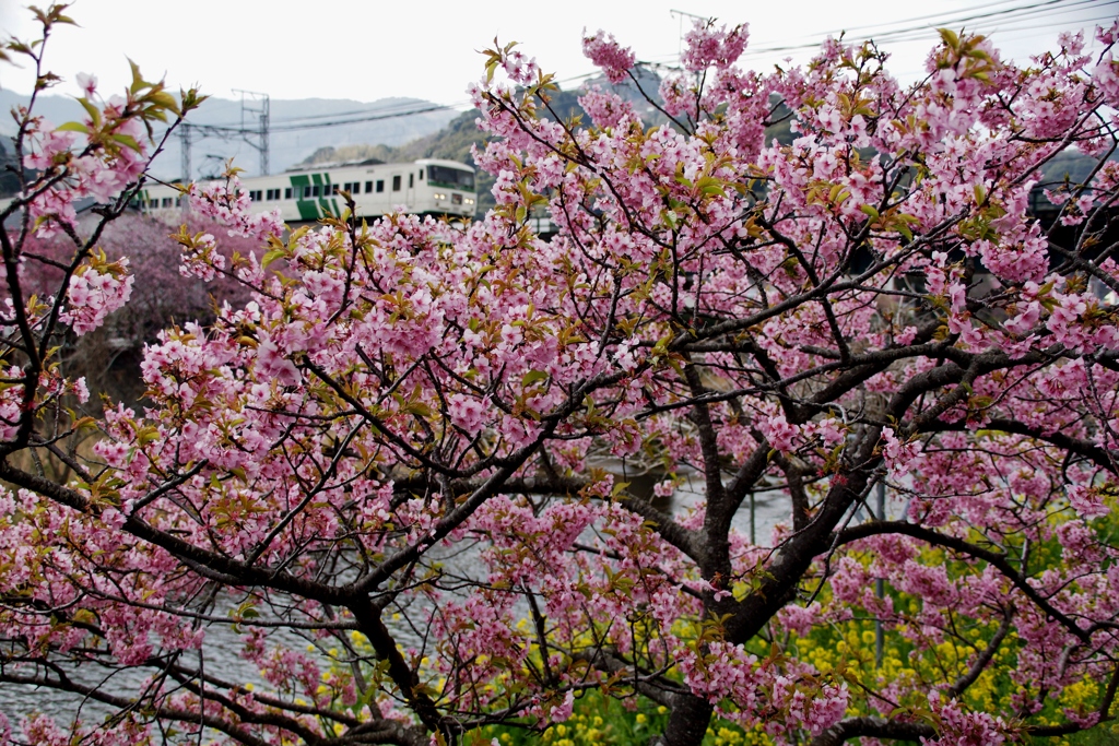 河津桜の上を！