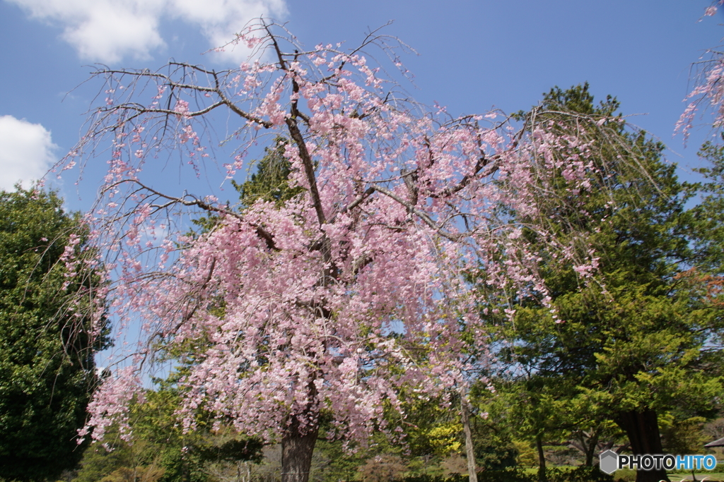 満開のしだれ桜！