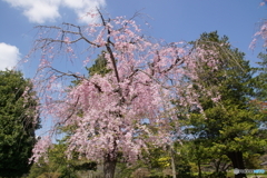 満開のしだれ桜！