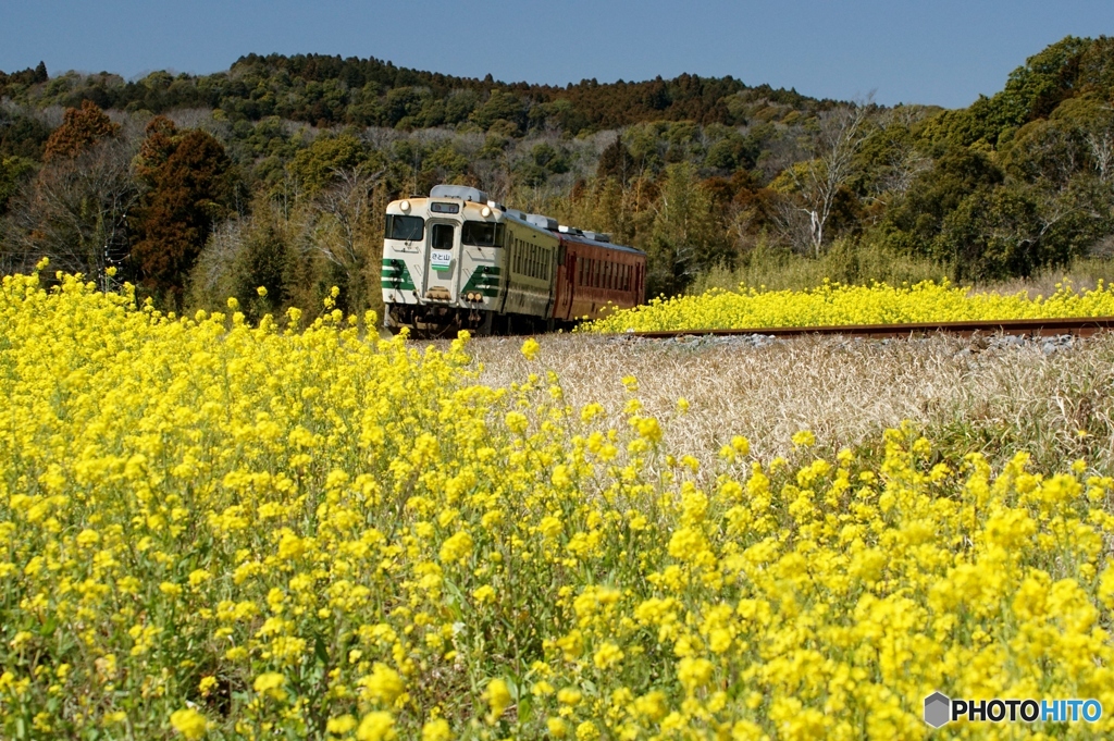 小湊鉄道の菜の花　石神地区①～⑥の中の⑤