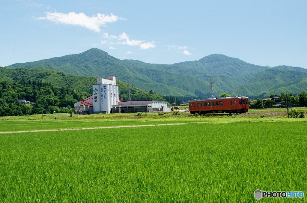 真緑の田んぼを走るキハ110！