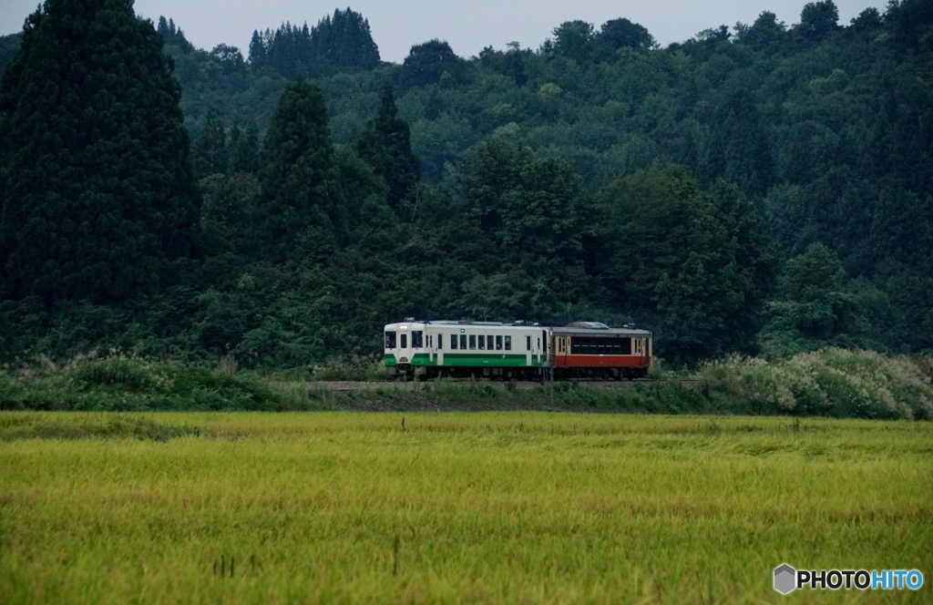 山間の田んぼを往くキハ編成！