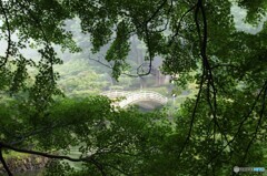 もみじの新緑から覗く太鼓橋！