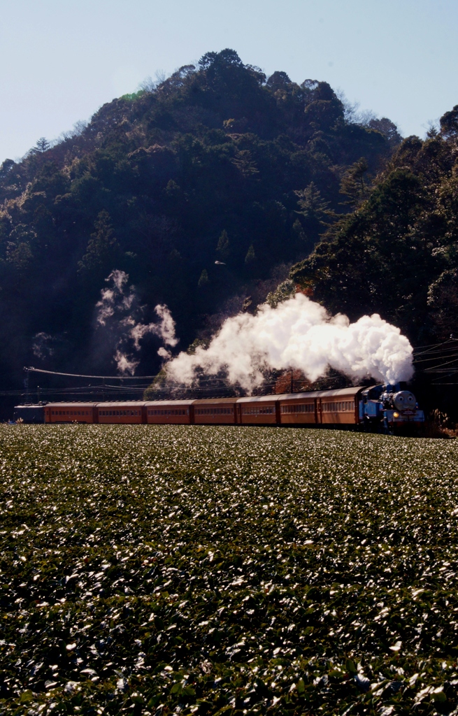 大井川鉄道トーマス号復活！①