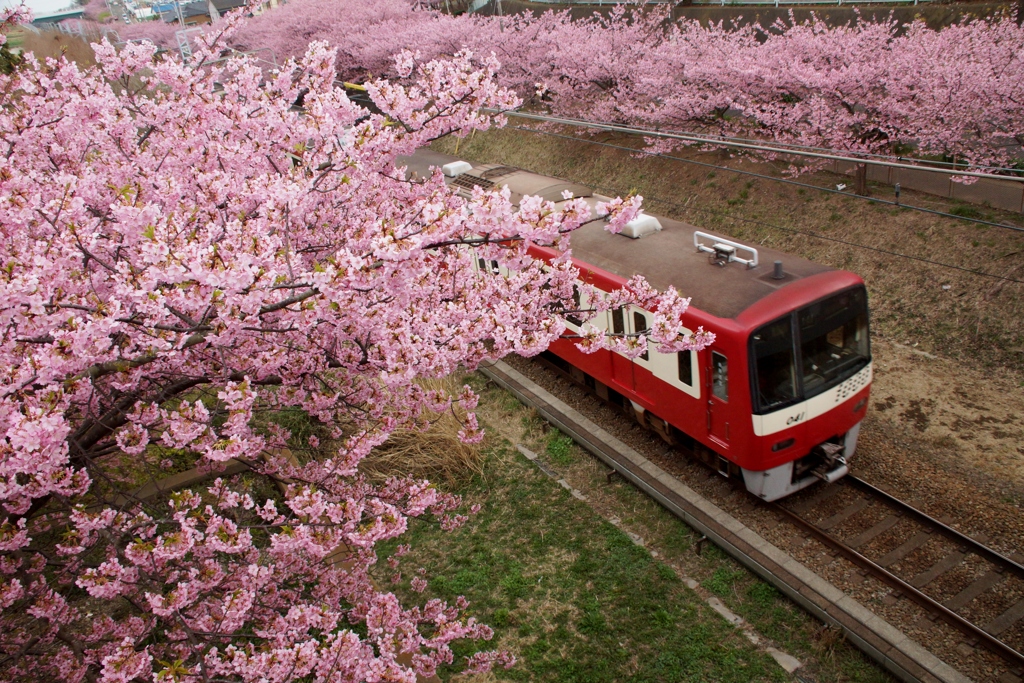 三浦地区も春爛漫！③