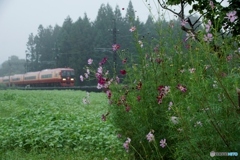 コスモス＆JR　E253系電車！