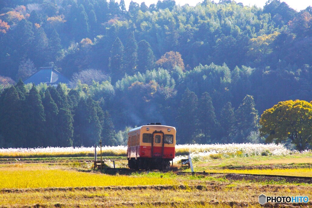 ススキの海原に消えゆくキハ200！