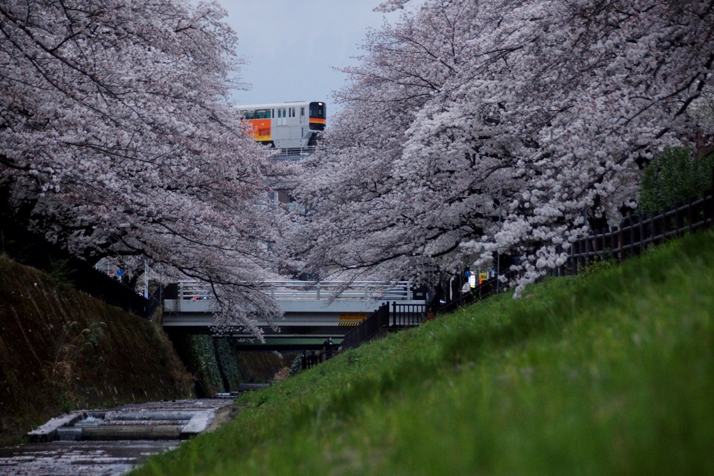一瞬のお花見！②