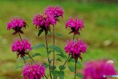 この花は？？？