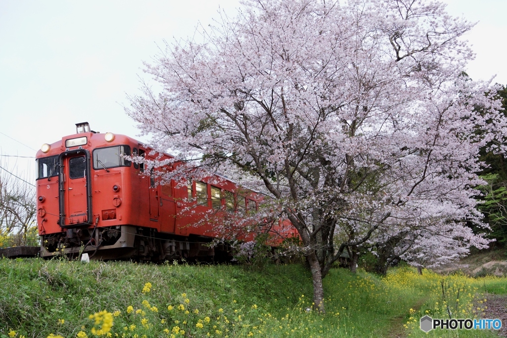 桜とキハ40！①