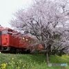 桜とキハ40！①