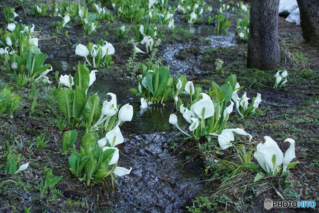 魚沼の水芭蕉！