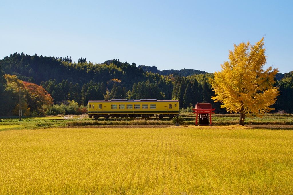 いすみ鉄道の「いつもの田園風景」！