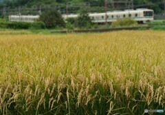 小田急　古豪車両！8000系
