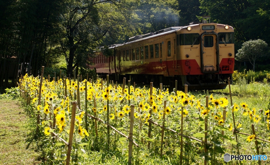 小湊鉄道のミニヒマワリ畑！上り側！