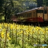 小湊鉄道のミニヒマワリ畑！上り側！