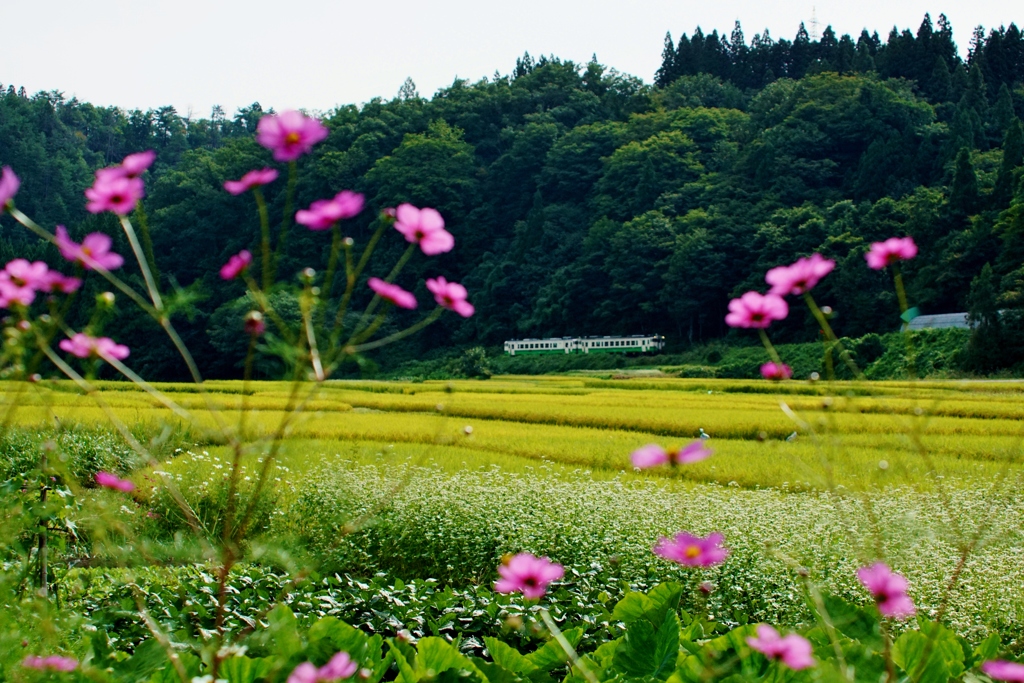 コスモスが見守る中②