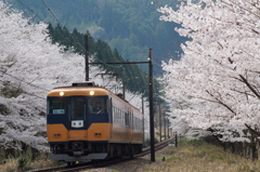 大井川鉄道　桜並木街道