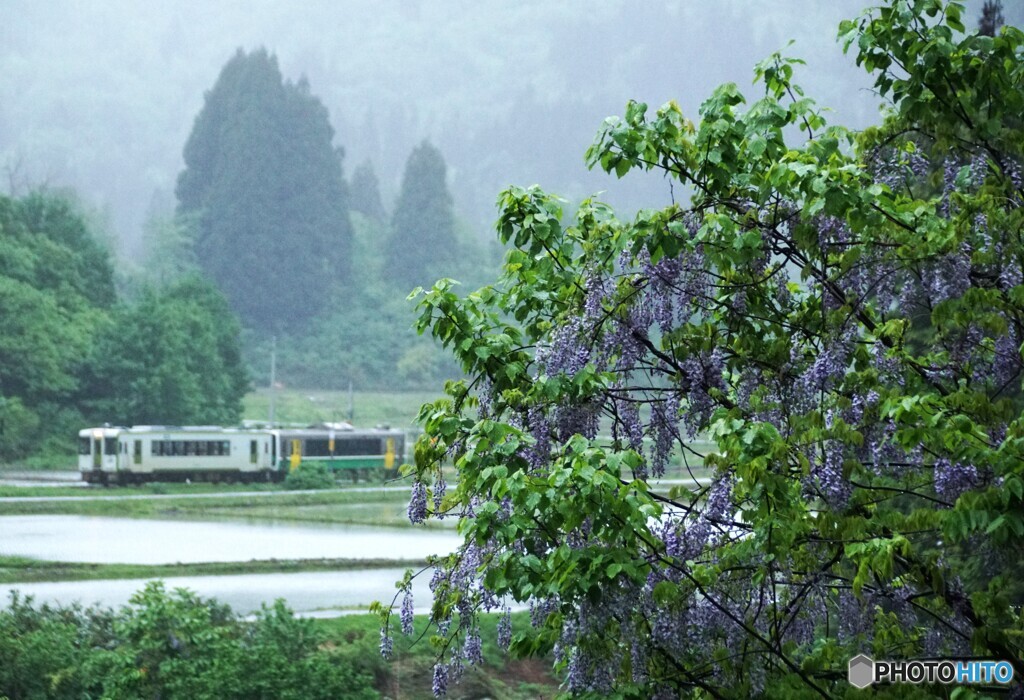 藤の花「満開｝！