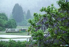 藤の花「満開｝！