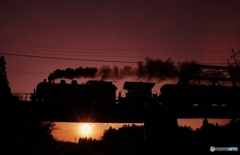 SL「大樹」夕暮れシルエット！