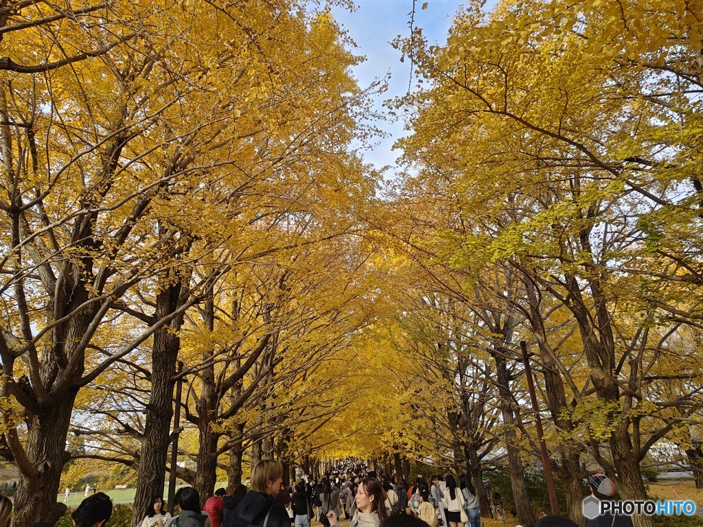 昭和記念公園　銀杏並木！