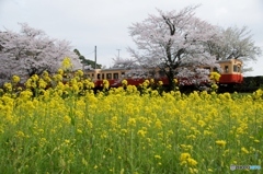 2023　小湊鉄道　春の飯給駅！④（完）