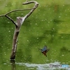 カワセミ　水面から飛出しの一瞬！②（完）