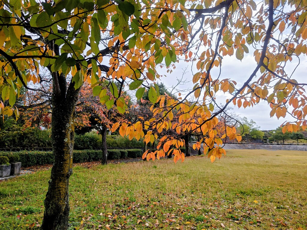 桜の紅葉ってこんなに綺麗でしたっけ？